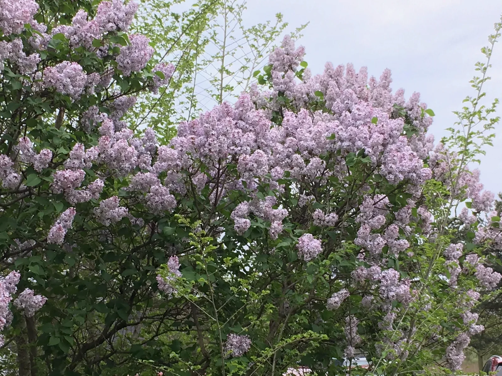 Spring Pruning