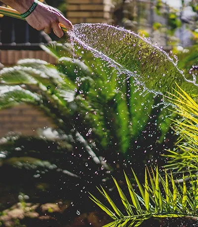 Fertilized lawn result